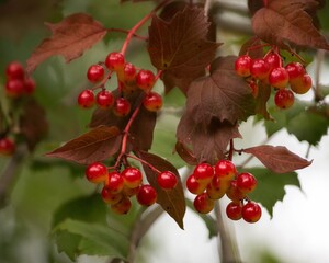 Wall Mural - Red berries of viburnum on a branch