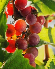 Wall Mural - Red ripe grapes on vine