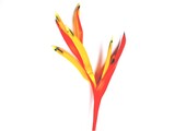 Fototapeta Na sufit - red and yellow heliconia flower