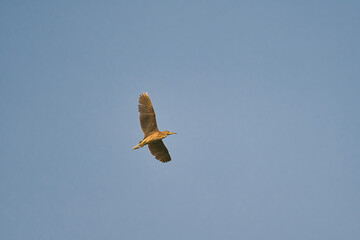 bird in the sky