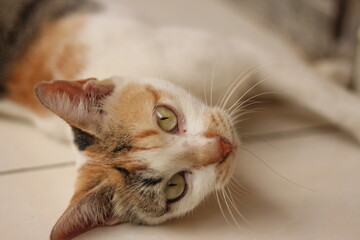 A cat portrait. Cat is posing in a home