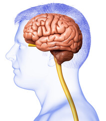 3d rendered medically accurate illustration of a male brain anatomy