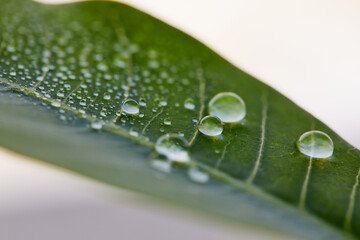 water drops on green leaf