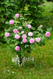 Fototapeta  - Flowers Of Classification Roses Grows In Garden In Summer.