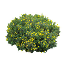Bush With Yellow Flowers Isolated On A White Background.