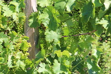 Young Green Grape Branches On The Vineyard In Italy.Close-up Baby Ovary Grapes And Flowers Cluster. Growing Grapes On The Nature In Sunny Day