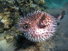 Spotbase Burrfish. Urchin Fish Diodontidae. Yellow-spotted Cyclicht. In Case Of Danger, It Takes The Form Of A Ball, Bristling Spines.