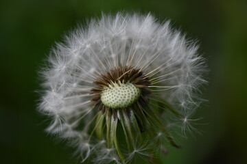 dandelions close-up on a green background