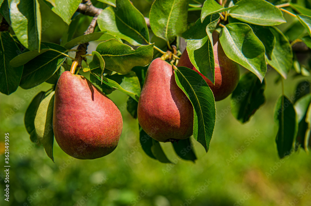 ripe pears hang on a branch covered with green foliage. - obrazy, fototapety, plakaty 