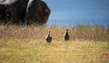 Two Teenage Helmeted Guineafowl Keet Running In A Golden Lit Field With Ocean In The Background At Sunrise Or Sunset.