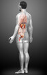 © pixdesign123 - 3d rendered, medically accurate illustration of the kidneys