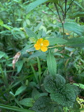 Ludwigia Alternifolia, Seedbox, Yellow Wildflower Growing In Eastern Oklahoma