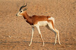 © EcoView - Male critically endangered dama gazelle (Nanger dama), Northern Africa .