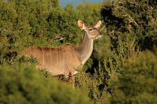 Female Kudu Antelope (Tragelaphus Strepsiceros) In Natural Habitat, South Africa.