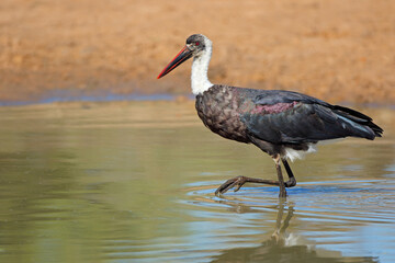 Poster - Woolly-necked stork (Ciconia episcopus) standing in shallow water, South Africa.