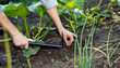 © Zhanna - Weed Removal from Onion Beds
