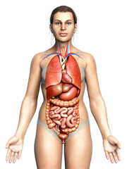 Wall Mural - 3d rendered medically accurate illustration of female  Internal organs