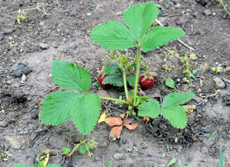 Green bush of strawberries in the ground with red berries on it.