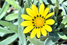 Yellow African Daisy Flower On The Island Of Crete