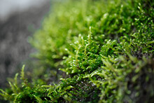 Closeup On Natural Wet Green Fresh Moss With Dew
