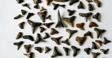 Knolling Numerous Teeth Of A Fossils Shark Teeth On White Background