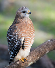 Hawk Bird Stock Photo.  Image. Portrait. Picture. Hawk Bird Perched On Branch With Background.  Hawk Bird Close-up Profile. Blur Background. 