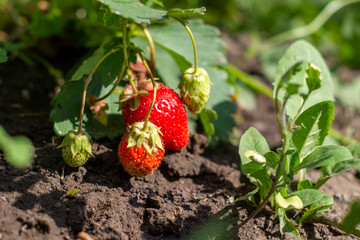 Poster - Ripe berry of strawberry on a bed in the garden