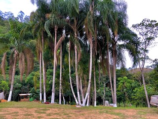 palm trees in the park