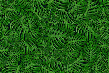 abstract tropical background rainforest leafs