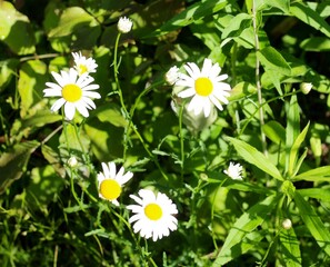 The bright white daisies in the tall green grass.