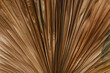 Photo of super dry old tropical plant. Close-up snapshot of brown huge palm leaf.