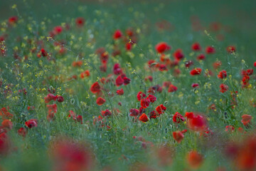 Wall Mural - Red poppy flowers in a rapeseed plantation. Rapeseed crop before harvest. Soft focus blurred background. Europe Hungary