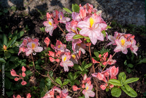 Fotografía Rhododendron 'Satomi' (Rhododendron x mollis) in garden, Moscow region, Russia