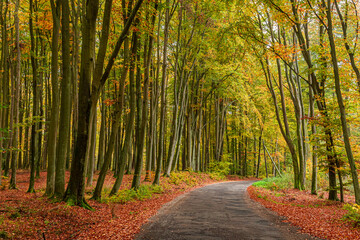 Wall Mural - Gold forest and dark road in the autumn, Poland