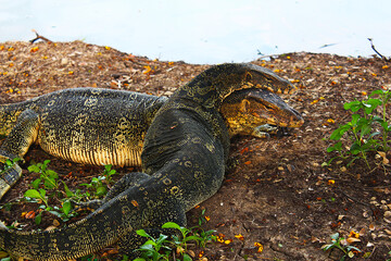 Two big water monitors rested beside a pond in the park