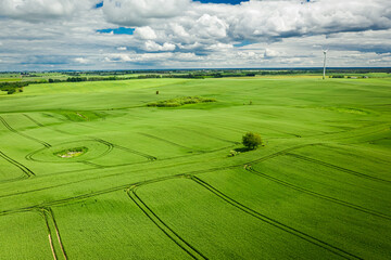 Wall Mural - amazing green field in sunny day, aerial view