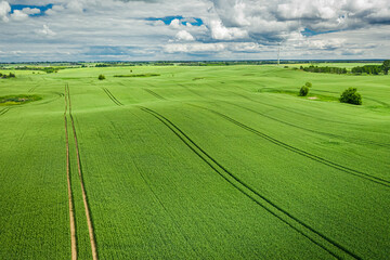 Wall Mural - Beautiful aerial view of green field in summer