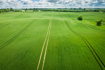 Wall Mural - stunning aerial view of green field in summer