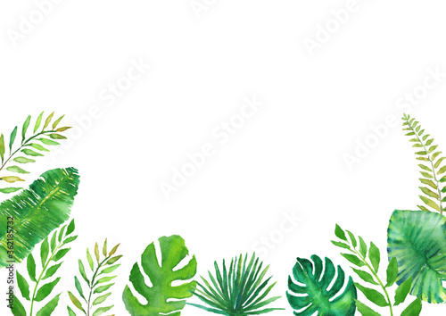 モンステラ ヤシの葉 イラスト 水彩 背景 Comprar Esta Ilustracion De Stock Y Explorar Ilustraciones Similares En Adobe Stock Adobe Stock