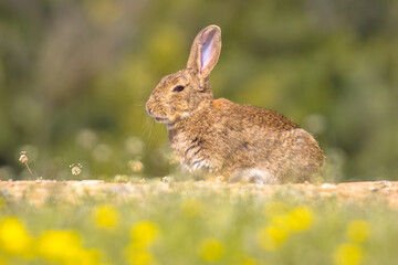 Poster - European rabbit basking