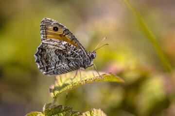 Sticker - Rock grayling butterfly