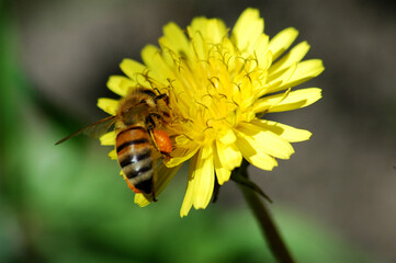 Canvas Print - bee on yellow flower