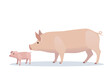 Vector illustration of pig and piglet. Farm animal, domestic swine adult and young.