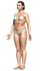 3d rendered, medically accurate illustration of female   kidneys