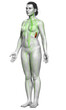 © pixdesign123 - 3d rendered medically accurate illustration of a female lymphatic system