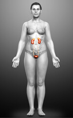 3d rendered, medically accurate illustration of female   kidneys