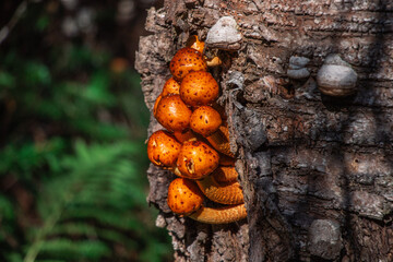 bright orange pholiota aurivella on a tree