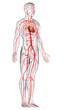 3d rendered medically accurate illustration of male arteries