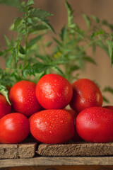  Fresh ripe delicious Roma tomatoes