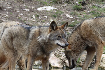  Beautiful iberian wolves in the mount playing in herd preparing the Hunt